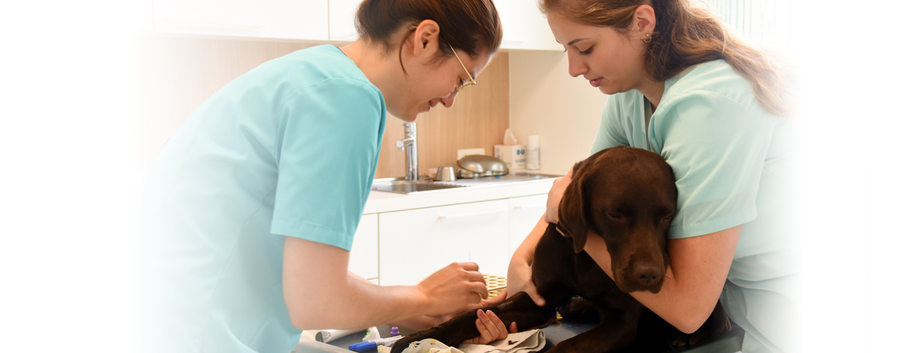 dierenartsencentrum dier-en-vriend te Ruddervoorde de consultatie