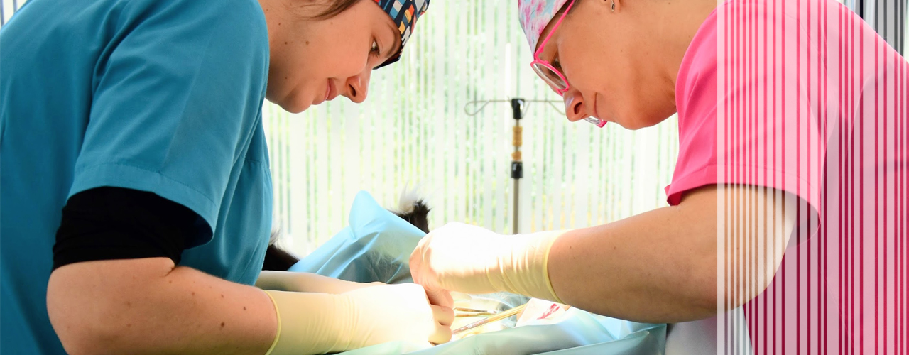 Dier-en-vriend_dierenartsen_dierenartsencentrum_operatie_praktijk_ruddervoorde_S24